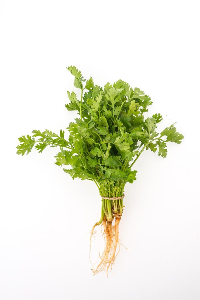 bunch parsley 1203 1809