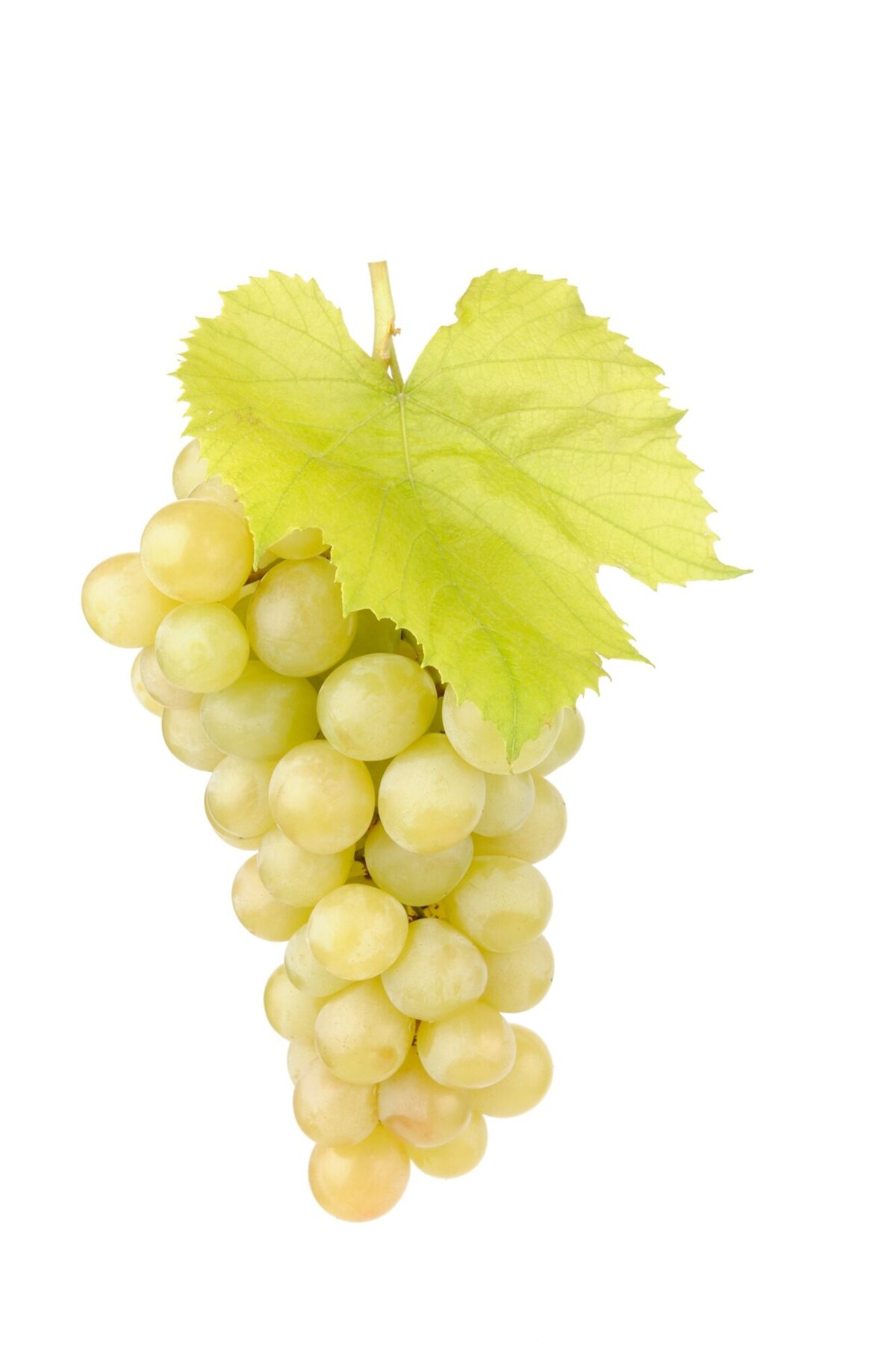 fresh green grapes with leaves isolated white 167946 16
