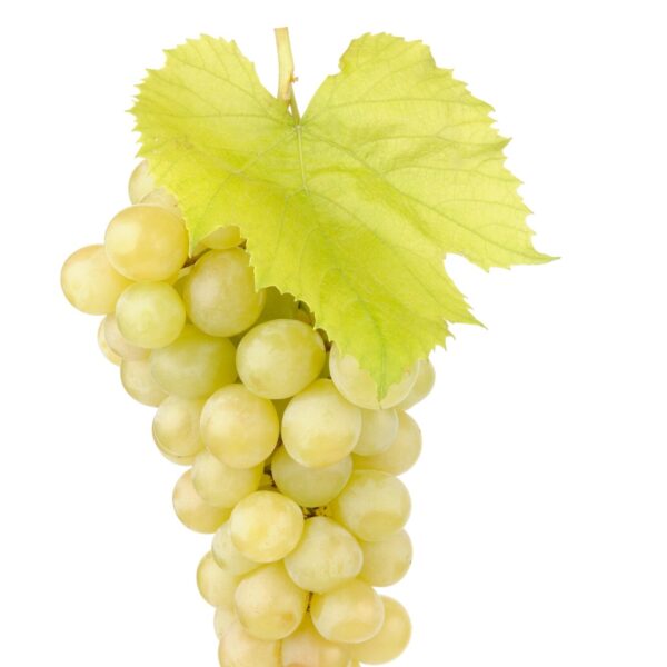 fresh green grapes with leaves isolated white 167946 16