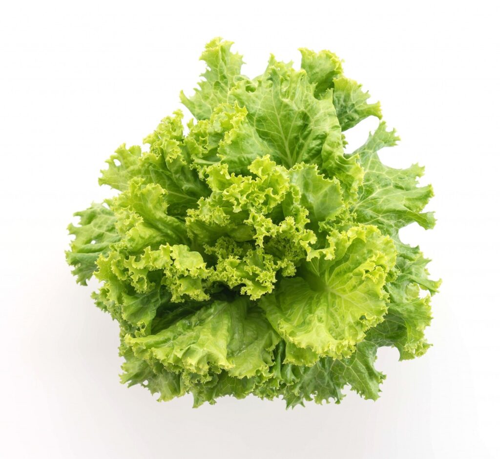 fresh lettuce 1339 2066
