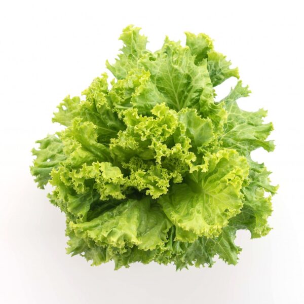 fresh lettuce 1339 2066