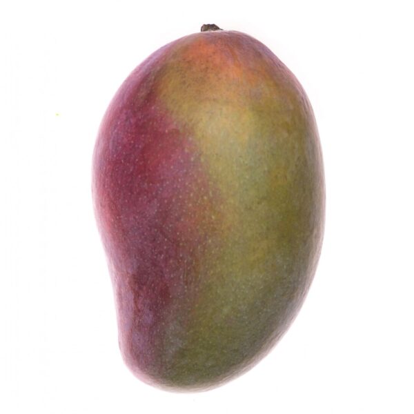 mango fruit isolated white 171337 11082