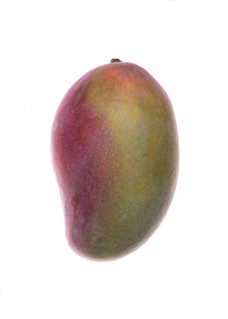 mango fruit isolated white 171337 11082