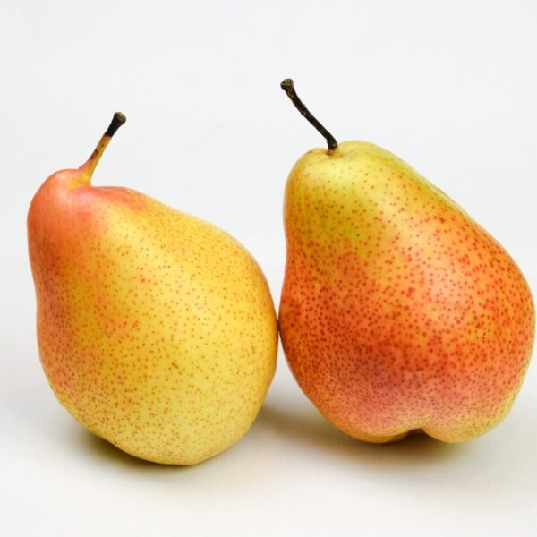 two pears 1136 89