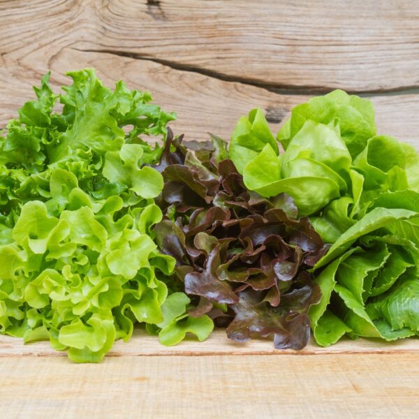vegetable salad 1388 679